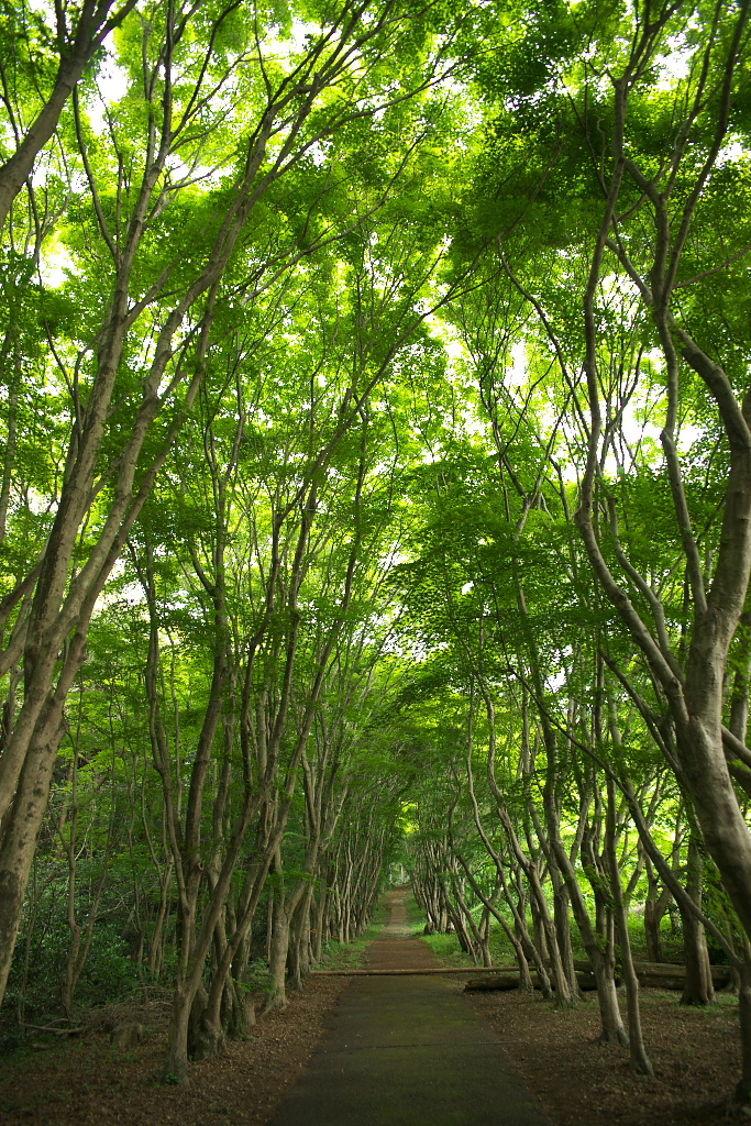 河内藤園の新緑