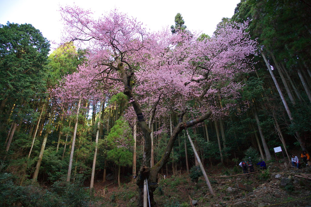 虎尾桜