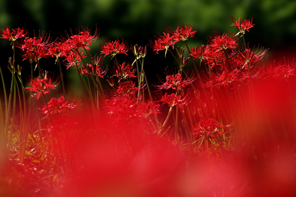 曼珠沙華