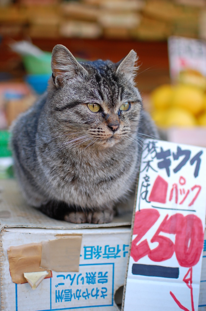 私、２５０円なの。