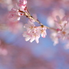 春のかほり