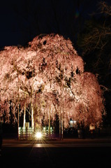 大枝垂れ桜の夜