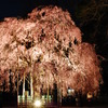 大枝垂れ桜の夜