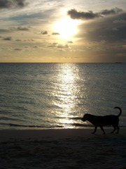 夕日と野犬