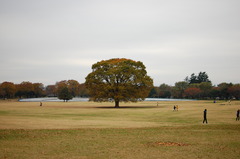 このぉ～木なんの木？