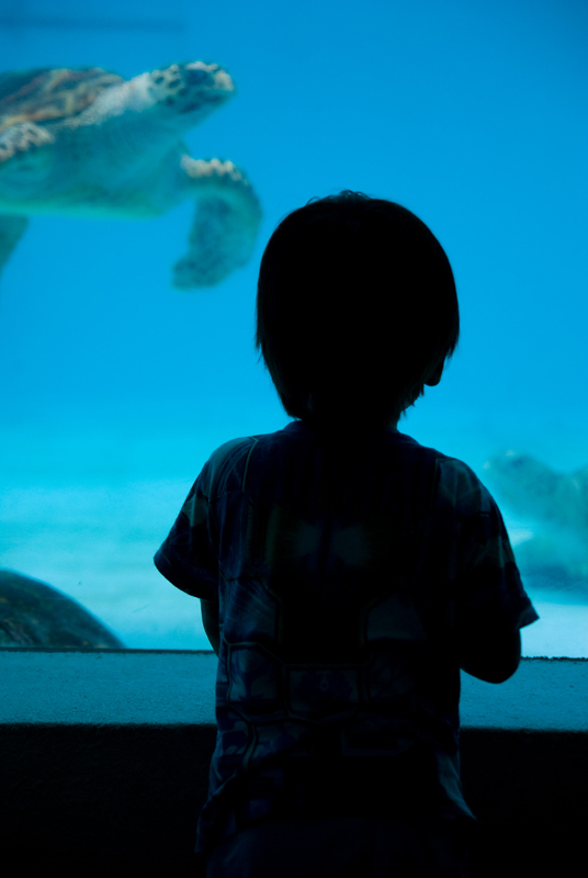 子供、ウミガメ見つめあい