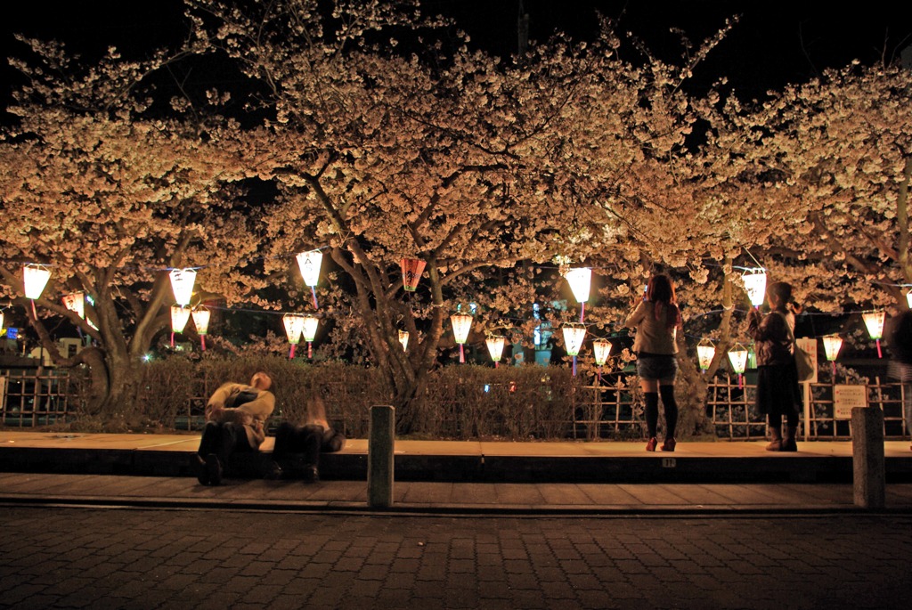 それぞれの夜桜