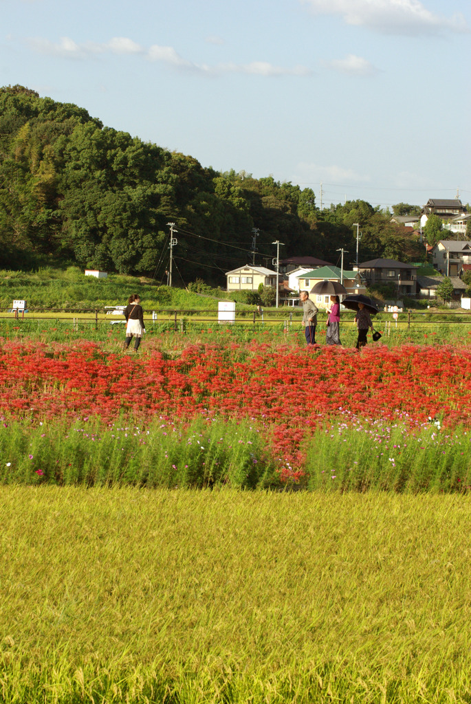 秋に歩く