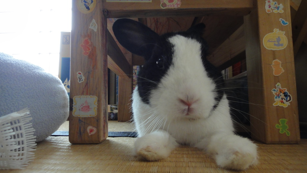 ぬいぐるみじゃないヨッ
