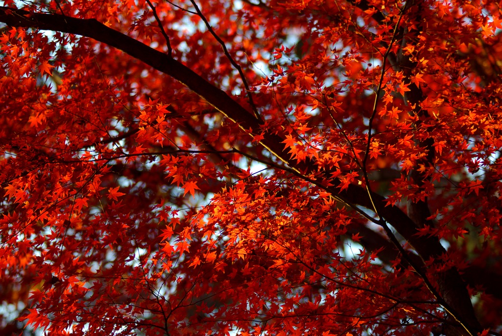 紅