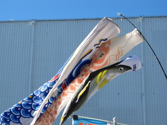 恋のぼり