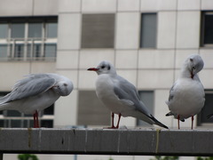 どこいく？