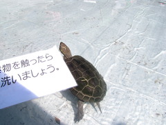 亀となぞの看板