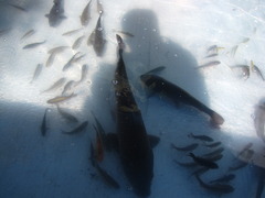 川魚
