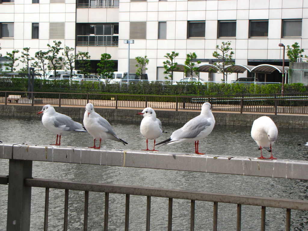 ゆりかもめ