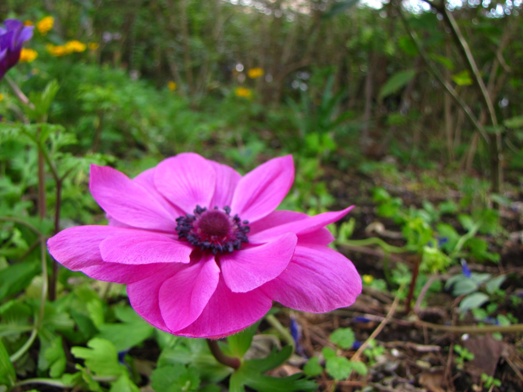 お花