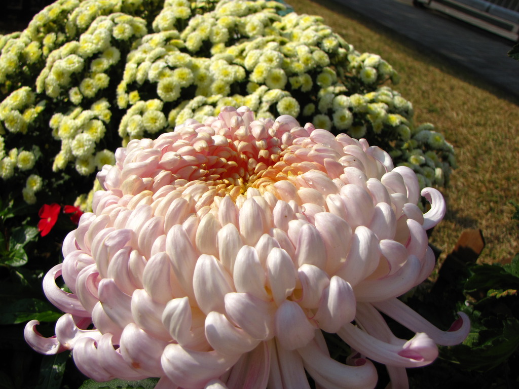 なんの花だろう