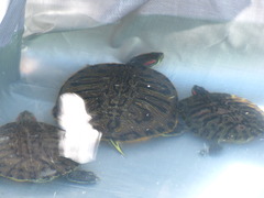 亀亀
