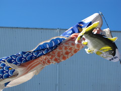 泳ぐ鯉のぼり