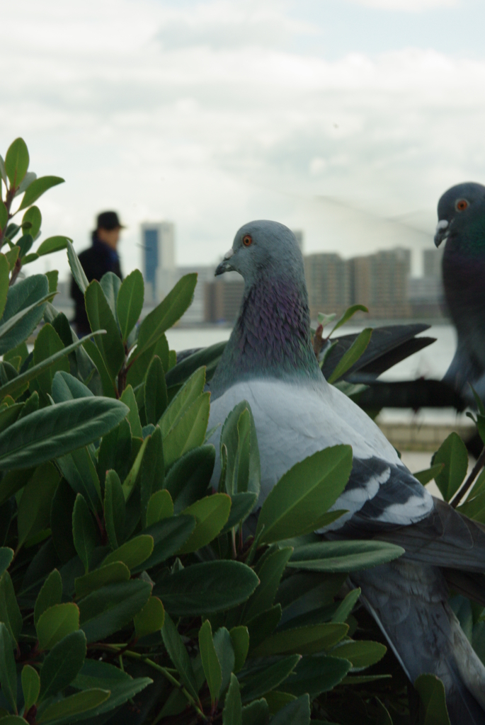 鳩の目線で