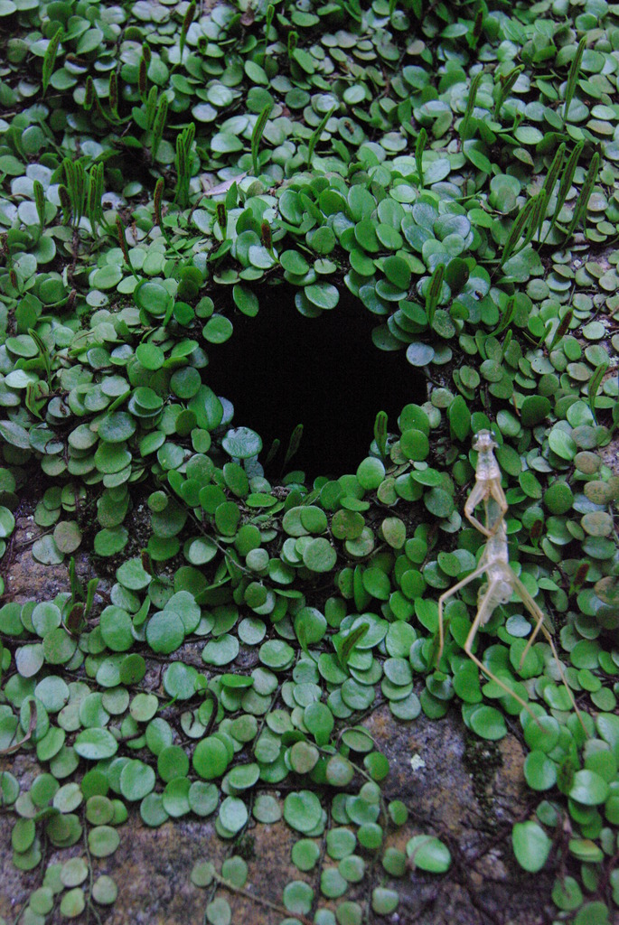 森の洞穴