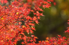 紅葉亭の撮った紅葉