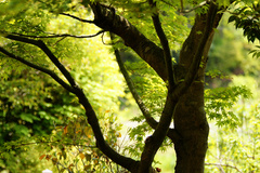 YellowGreen