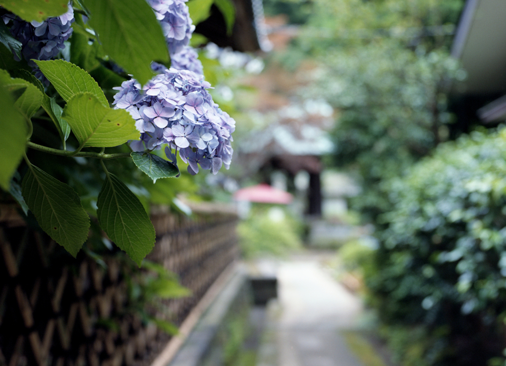 紫陽花の咲く小道を