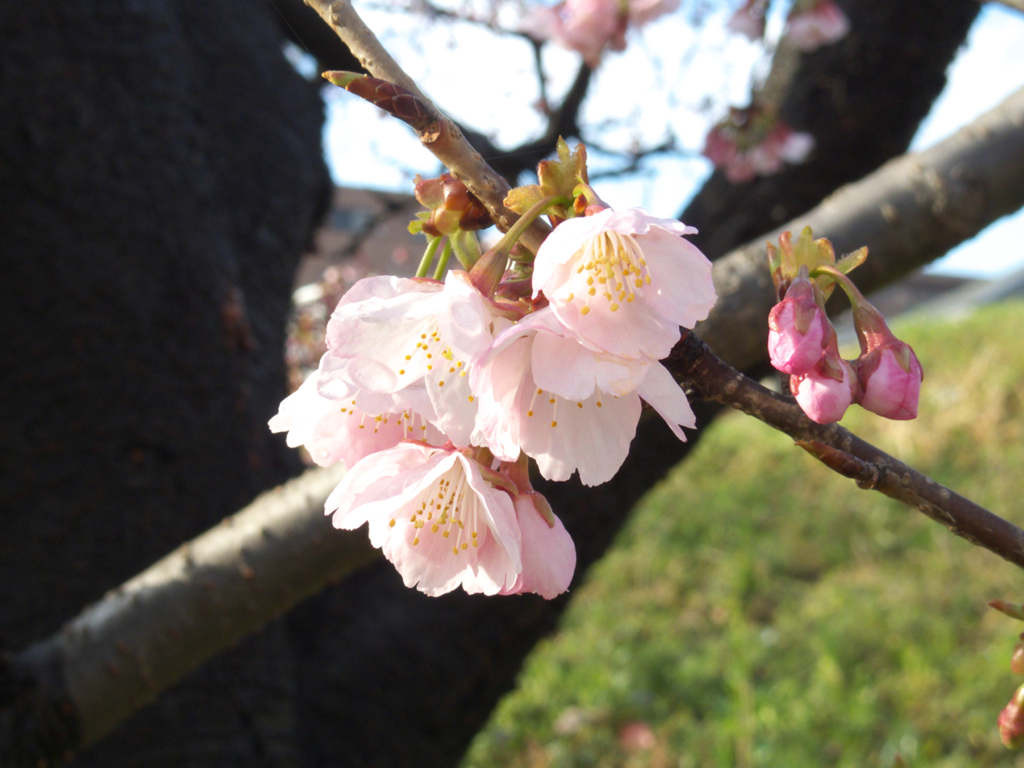 雨上がりの光を受けて