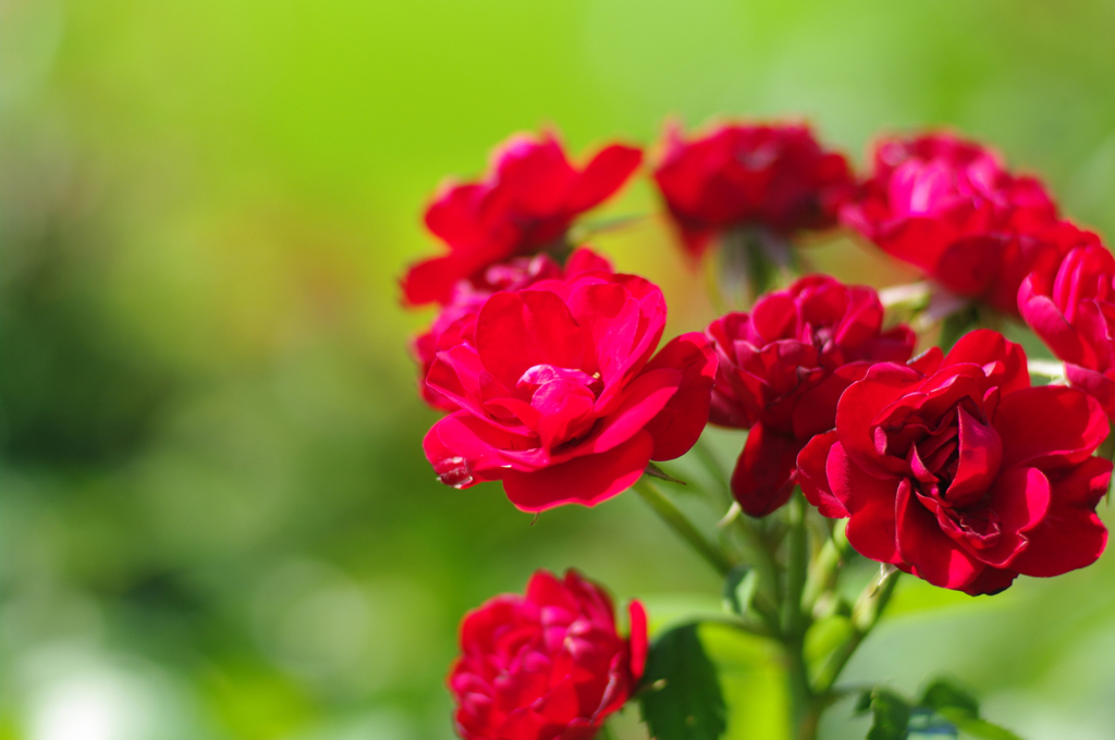 薔薇の赤に魅せられて