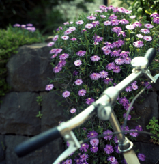 道ばたの花