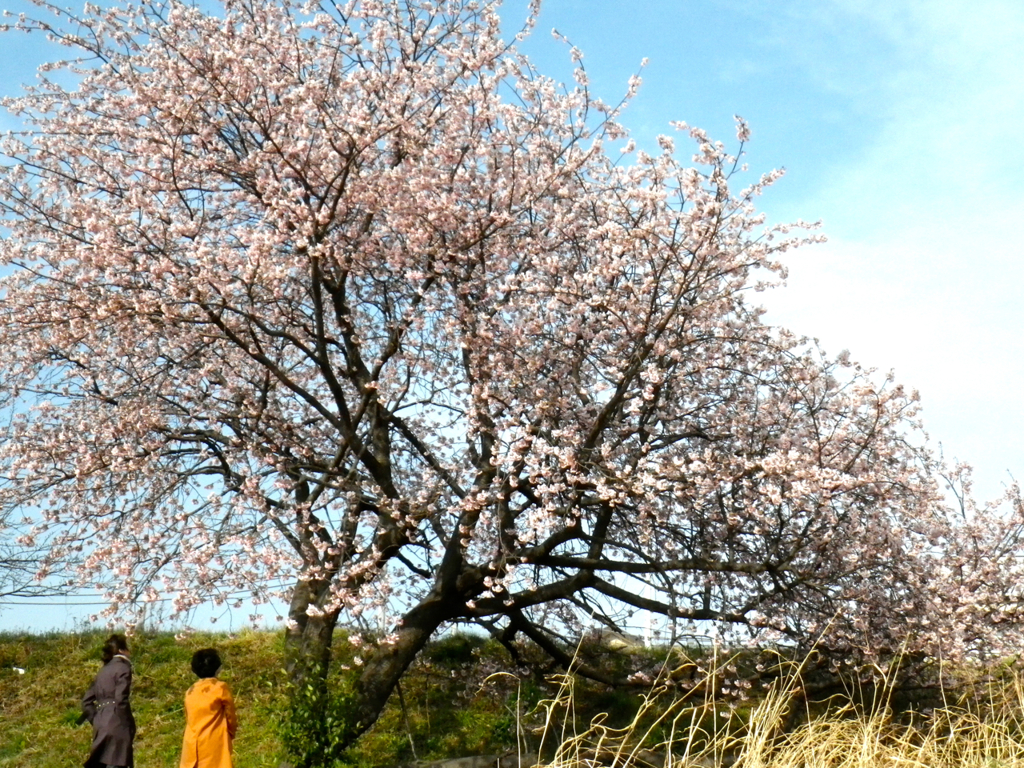 梅の木の下で