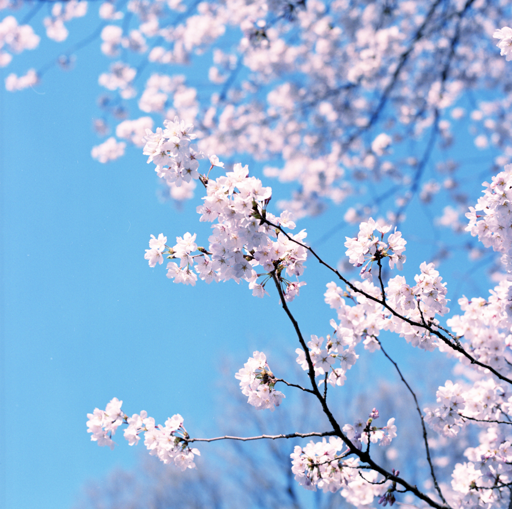 春昼の光の中で