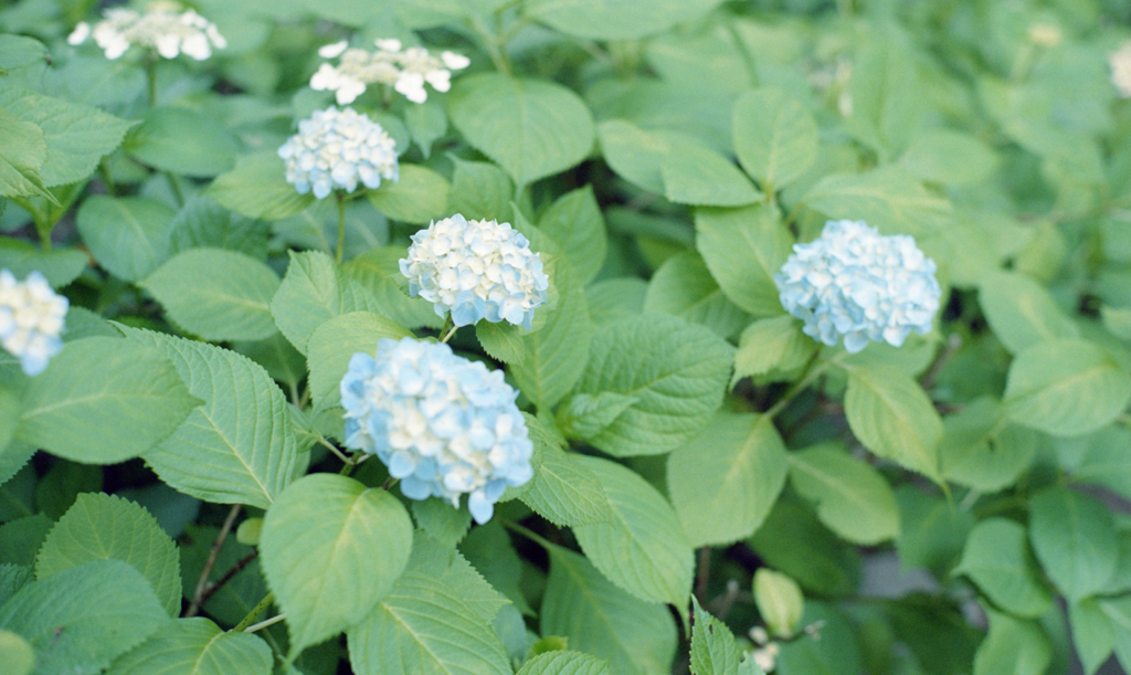 初夏を告げる花