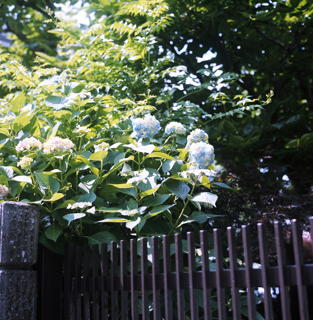 晴天の紫陽花