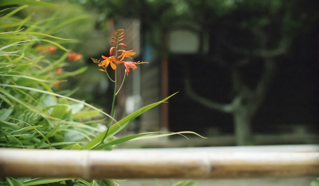 名も知らぬもの