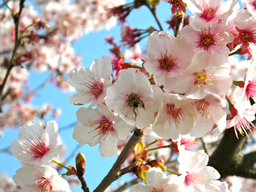 梅の花