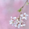 砂川堀のしだれ桜