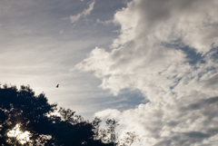 公園の空