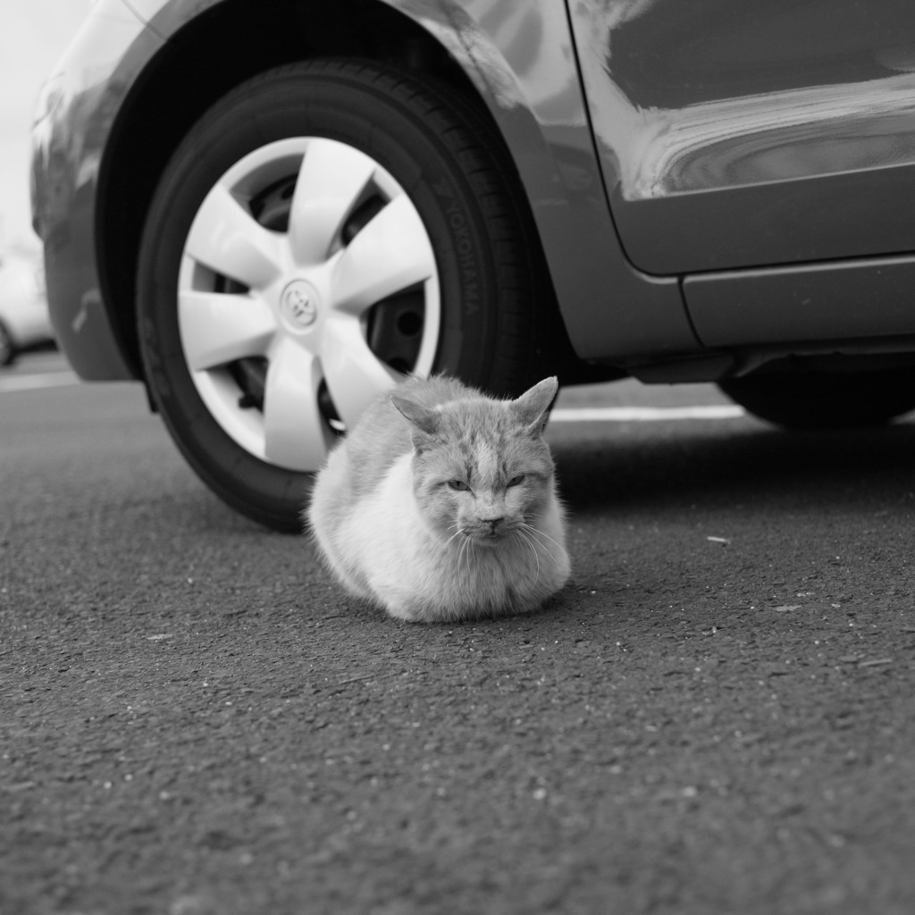 野良猫