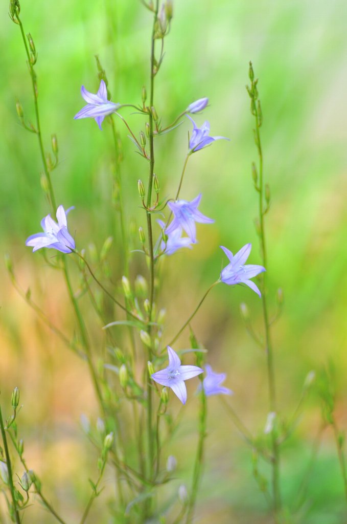 spring path 175