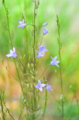 spring path 175