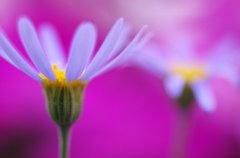 spring path 076