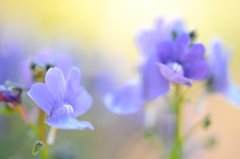 spring path 016