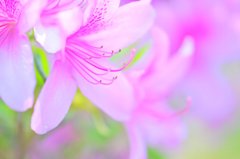 spring path 215