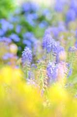 spring path 168