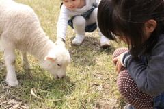 ヒトに無関心な子羊