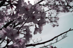 cherry blossoms