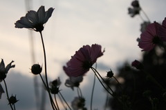 秋空と秋桜
