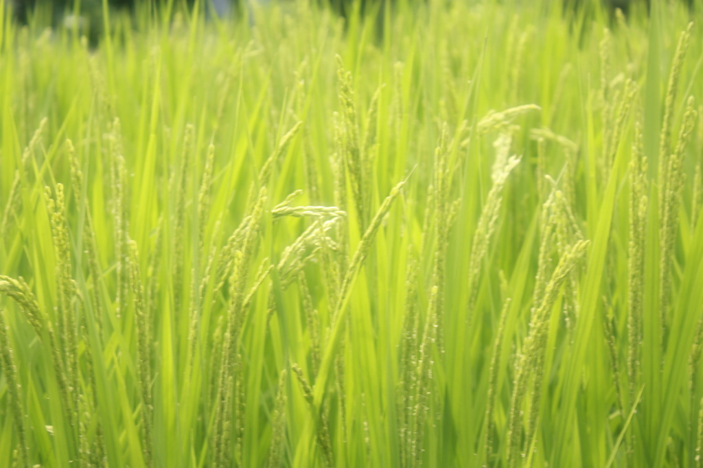 夏が終われば実りの秋